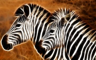 Comment savoir si vous êtes un zèbre …